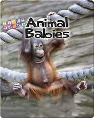 Animal Babies