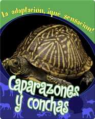 Caparazones y conchas