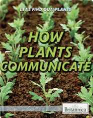 How Plants Communicate