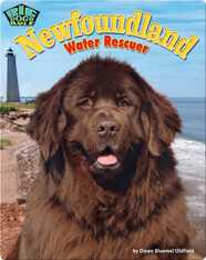 Newfoundland: Water Rescuer
