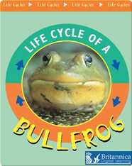Life Cycle of A Bullfrog