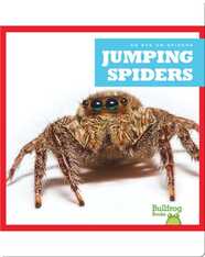 Jumping Spiders