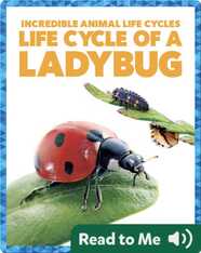 Life Cycle of a Ladybug