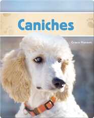 Caniches