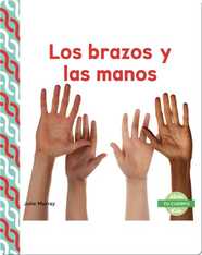 Los brazos y las manos