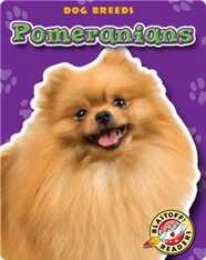 Pomeranians: Dog Breeds