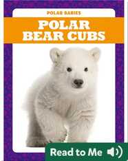 Polar Babies: Polar Bear Cubs