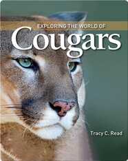 Exploring the World of Cougars