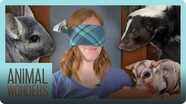 Blindfolds, Animals, and Games!