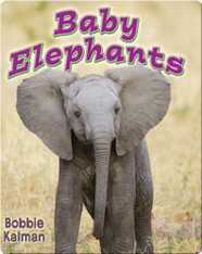 Baby Elephants