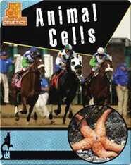 Animal Cells
