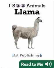 I See Animals: Llama