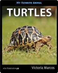 My Favorite Animal: Turtles