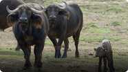 Here Are Some Surprising Facts About the Cape Buffalo