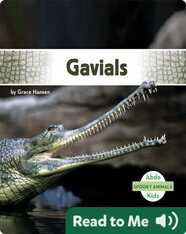 Spooky Animals: Gavials