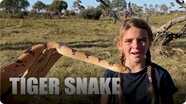On Safari With Nala: Tiger Snake