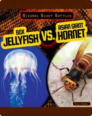 Bizarre Beast Battles: Box Jellyfish vs. Asian Giant Hornet