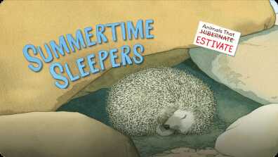 Summertime Sleepers book