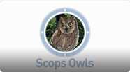 Amazing Animals: Scops Owls