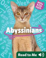 Hello Kitty Cats! Abyssinians