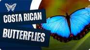 Butterflies in Costa Rica