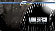 Anglerfish 