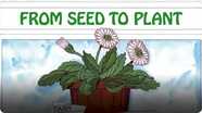 From Seed to Plant