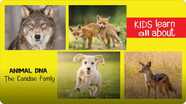 Animal DNA - The Canidae Family