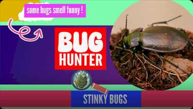 Stinky Bugs book