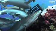 Diver in the middle of shark feeding frenzy!