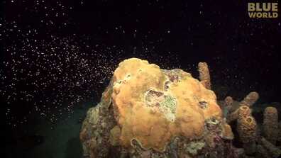 Incredible coral spawning footage! book