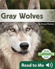 Gray Wolves