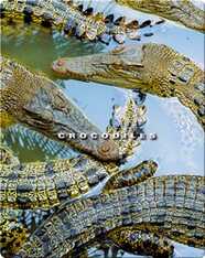 Crocodiles