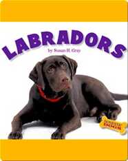 Labradors