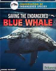 Saving the Endangered Blue Whale