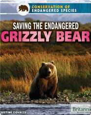 Saving the Endangered Grizzly Bear