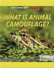 What Is Animal Camouflage?