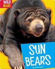 Sun Bears