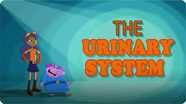 The Urinary System