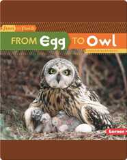 From Egg to Owl