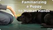 Familiarizing a Puppy to Human Hands | Teacher's Pet With Victoria Stilwell