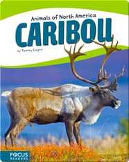 Caribou