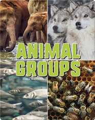 Animal Groups