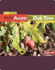From Acorn to Oak Tree