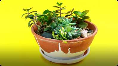 How to Make a Miniature Succulent Garden book