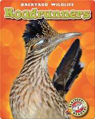 Backyard Wildlife: Roadrunners