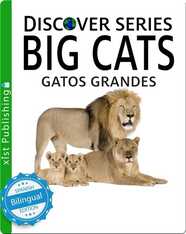 Gatos Grandes/Big Cats