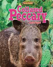 Collared Peccary: Cactus Eater