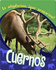 Cuernos