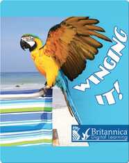 Winging It!